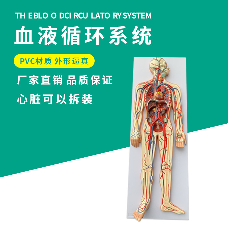 人体血液循环系统模型心血管介入心脏解剖 心P脑血管 动脉静脉模
