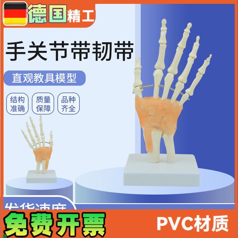 手骨模型腕关节韧带肌腱尺骨桡骨人体骨骼解剖教具康复Z理解教学