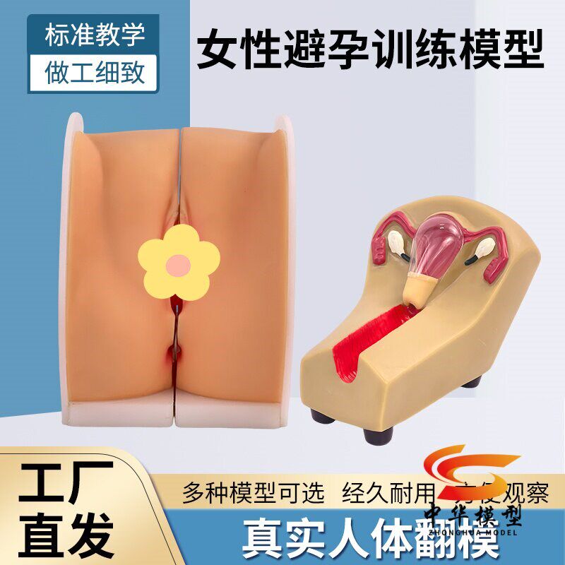 女性避孕器安装指k导模型子宫卵巢生殖器官解剖医院学校教学演示