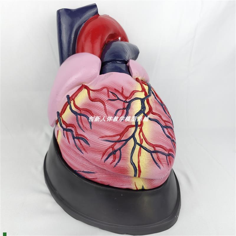 大号人体心脏解剖模型五倍可拆卸器官内脏B超彩超医学Z用教学玩具