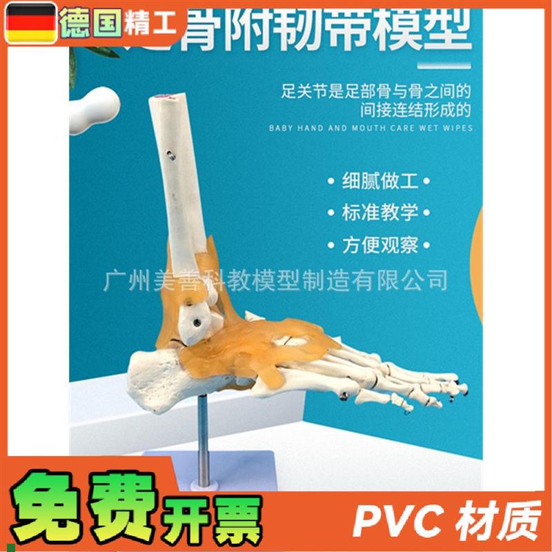 人体医学11人k体踝关节模型足关节脚关节手足外科教学模型