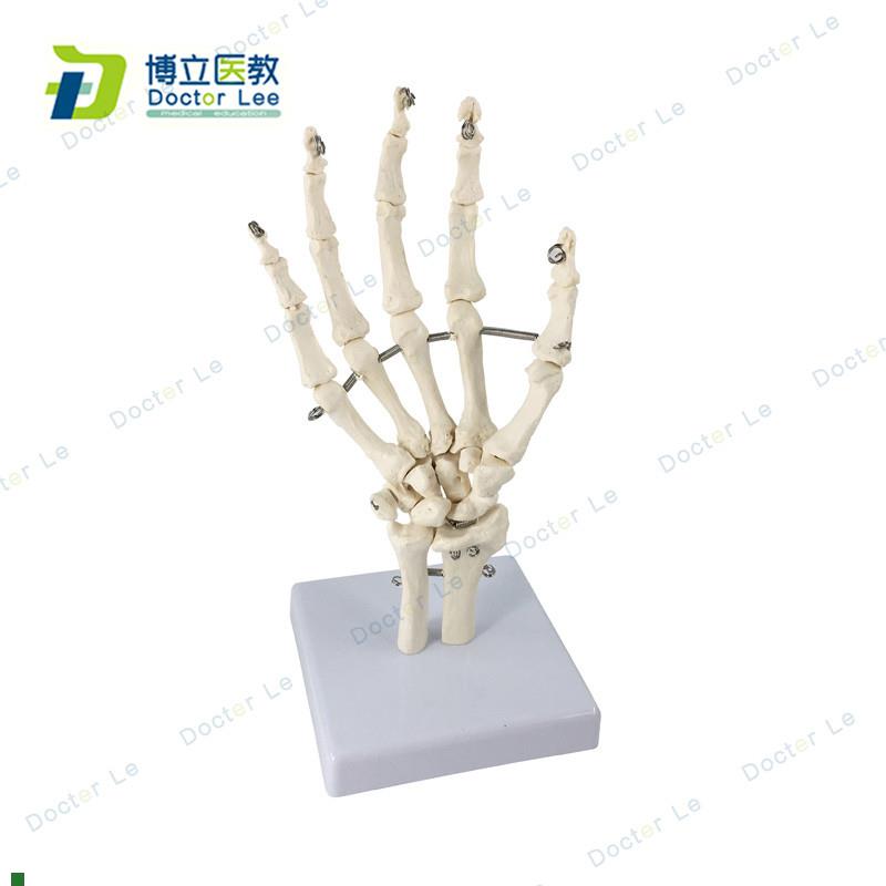 艺用医用绘画人体手关节模型手骨模型手指骨手掌骨骷X髅手骨可活