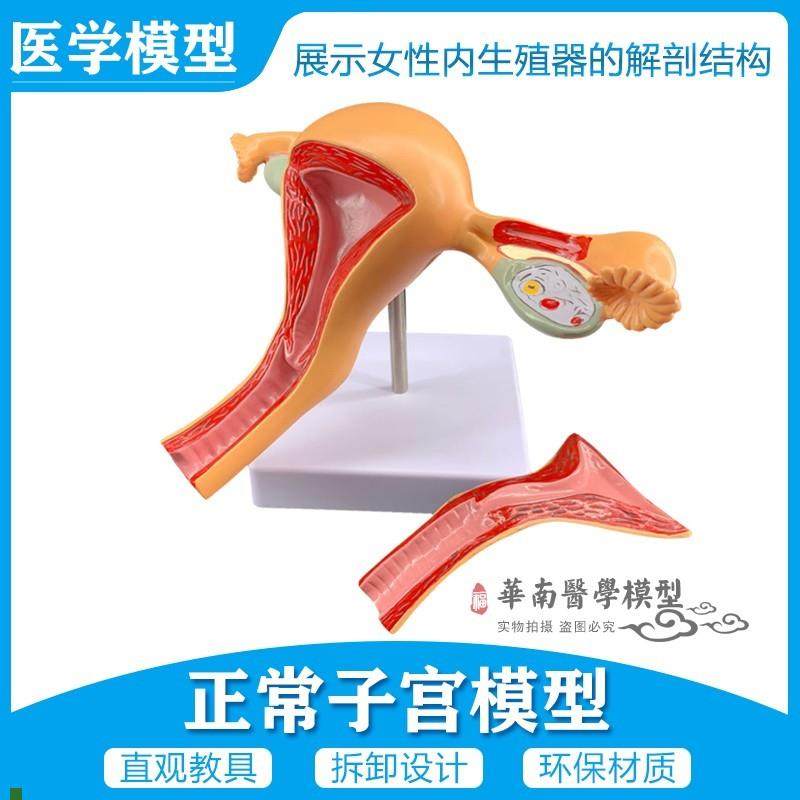 女性内生殖器官模型子宫卵巢生A殖结构妇产科模型2部件正常子宫
