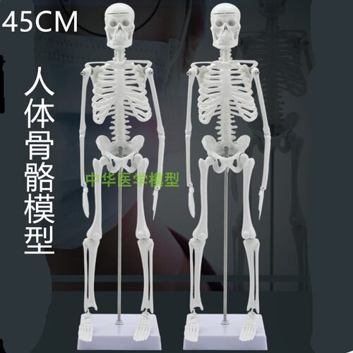 45CMc人体骨骼教学模型 幼儿教学美术医学艺用静物绘画骨架标本