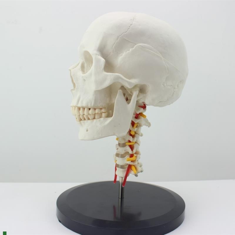 ENOVO颐f诺人体头骨颅骨带颈椎模型头骨模型颈动脉颈椎模型枕骨