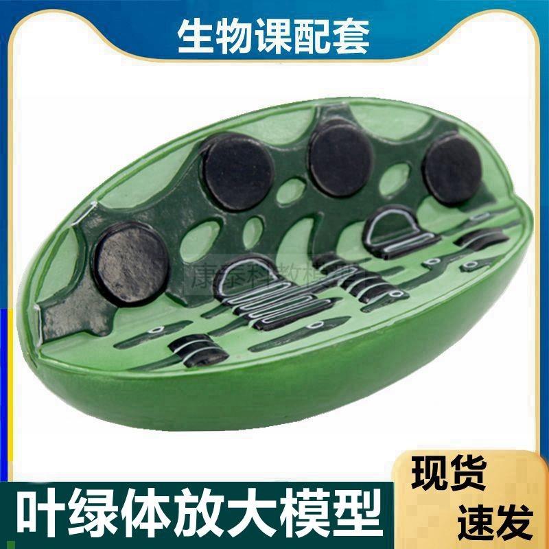 叶绿体模型植物细胞器生物课实验E用教学仪器植物细胞亚微细结构