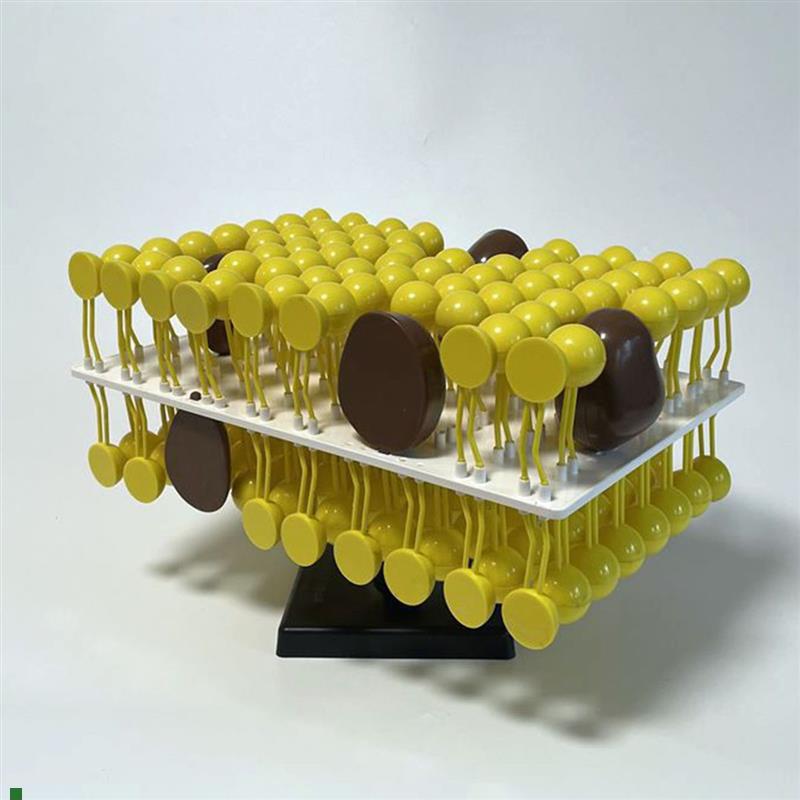 细胞膜流动镶嵌j模型生物课教具高中实验器材生物膜结构蛋白质