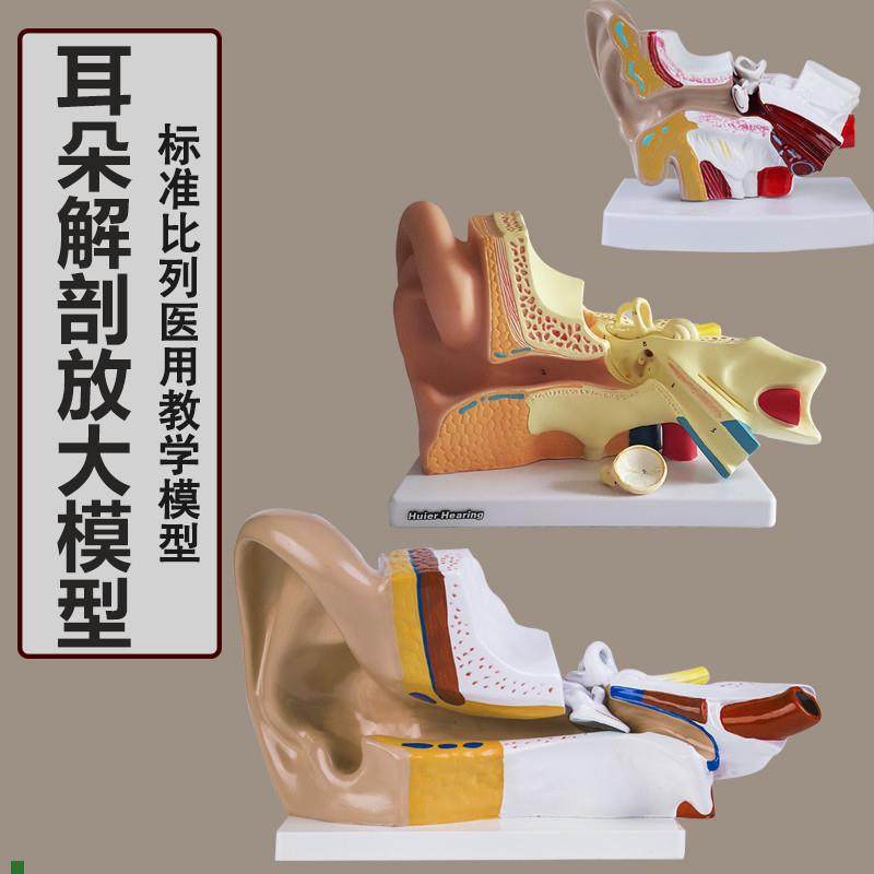 耳解剖模型人g体耳朵模型3倍放大中耳模型人体器官解剖助听器展示
