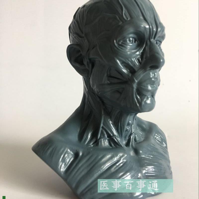 设计绘画CG参考医n用头骨胸像艺用人体肌肉骨骼解剖结构模型美术