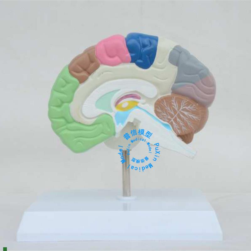 普信大脑模型脑模型人体右半脑功能区模型人脑W模型医用彩脑