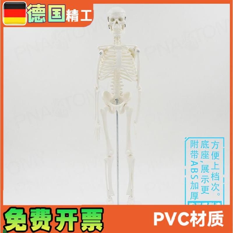 45cma人体全身骨骼模型仿真骷髅骨架小白可活动瑜伽美术骨科