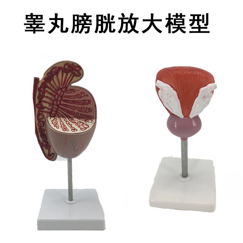 教学仿真膀胱模型人体睾丸膀胱解剖2部件 泌尿W系统医疗教具