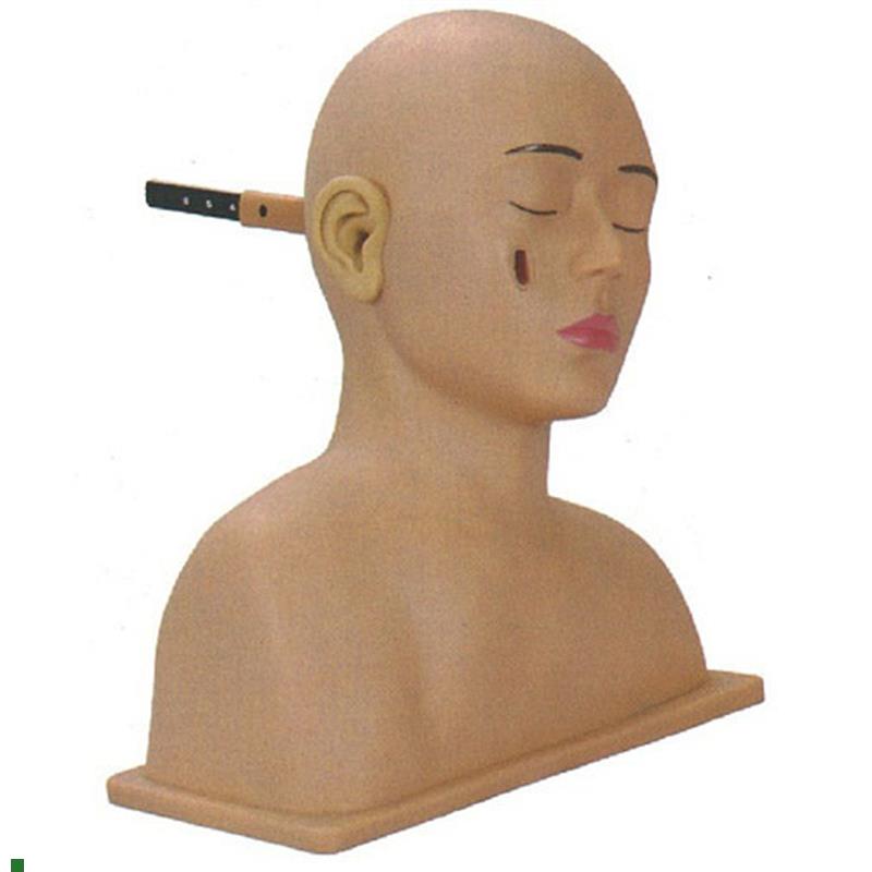 高级耳诊断模型耳R部检查模型