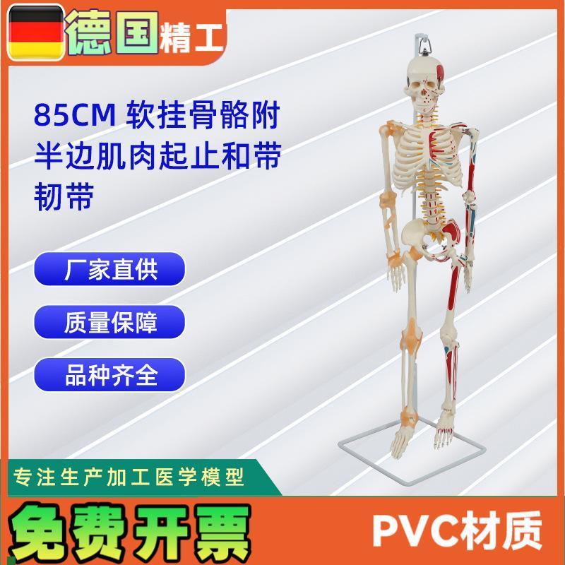 85CM软挂骨骼附半边肌肉起止和带韧带模L型人体骷髅骨架医学模型