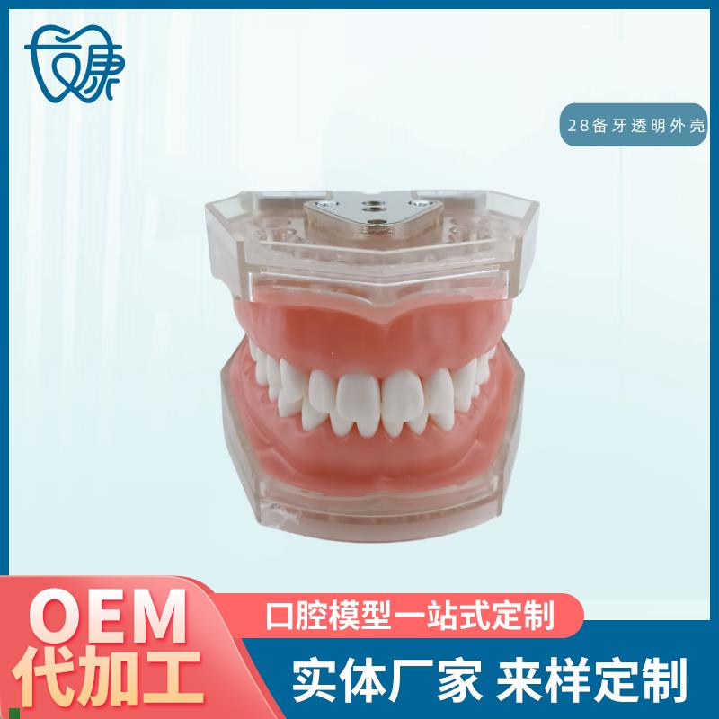 牙科全口可拆卸备牙模型软牙龈模型练习牙齿Q模型送螺丝螺丝刀