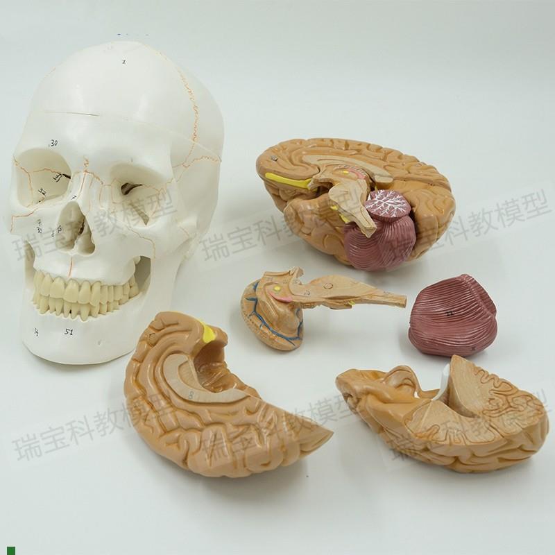 头骨带脑模型拆卸11部件骨缝线彩色颅骨标识仿真Q1:1比例医用口腔