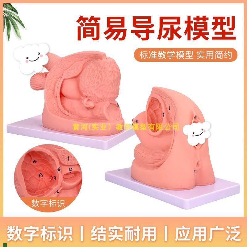简易男女性导g尿模型男/女性导尿模型产妇生殖器导尿培训模型