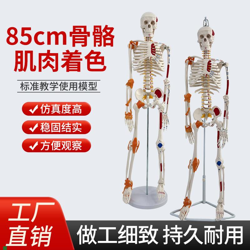85CM人体f骨骼模型肌肉着色骨架模型附椎间盘神经肌肉起止点及韧