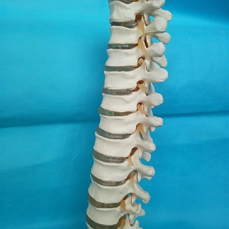 包邮人体1:1胸椎模型w人体骨骼骨架模型医用教学模型