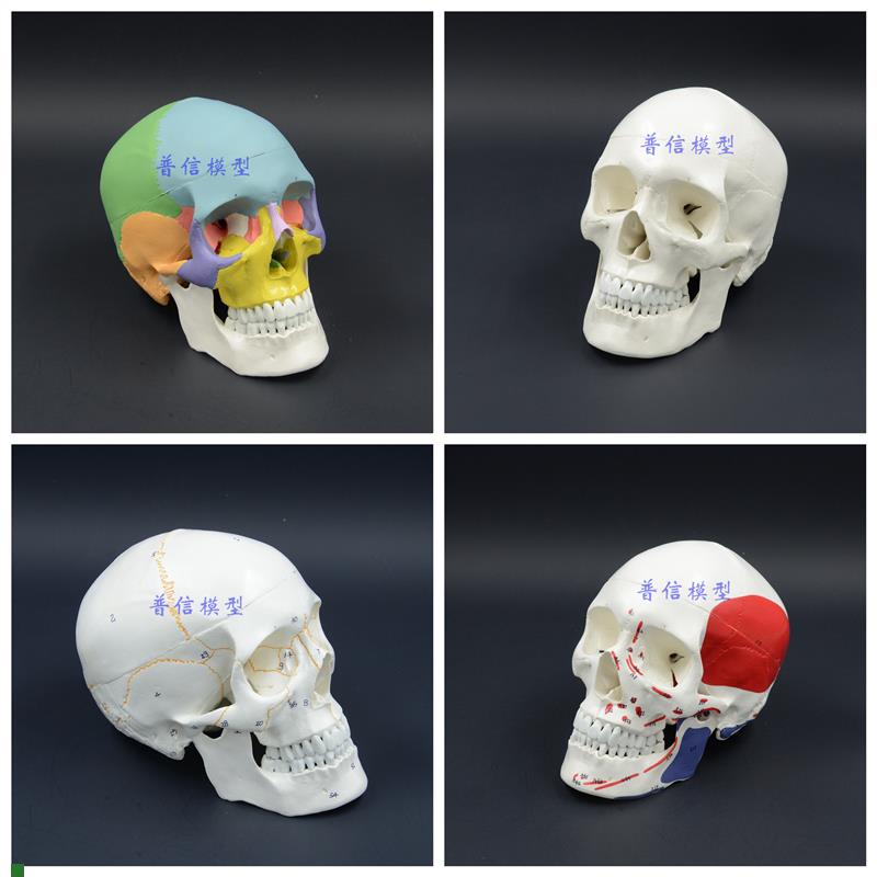 普信1比1头颅人体头骨自然大成人头颅骨写生S解剖医用头骨模型