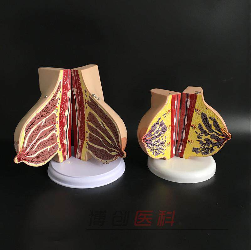 乳房模型胸部解剖乳m房结构造妇产科教学整容微整形展示美容院医