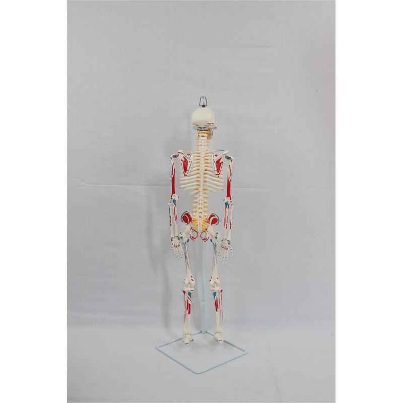 85CM软挂全身写色骨骼模型(喷塑)教M学用具仿真人体骨骼模型