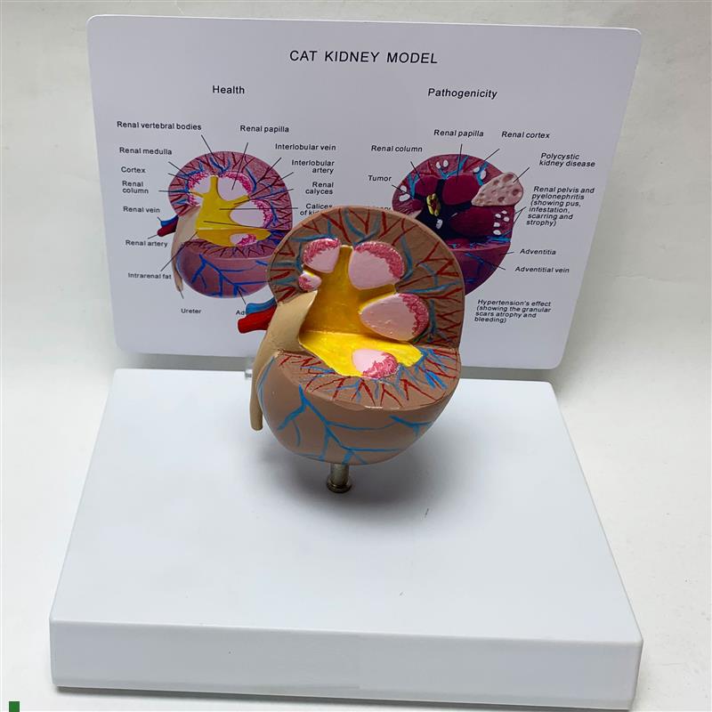 猫肾脏健康不锈钢模n型猫科宠物教学教具兽医医学教仪厂家直销