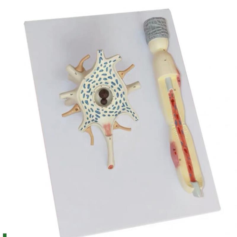 人体自主神经元胞体和神经纤维结构E放大解剖模型医用大脑解神经