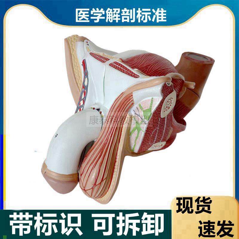 男性生殖器模型前列腺睾丸膀胱尿道直F肠肛门男盆腔男科医患沟通
