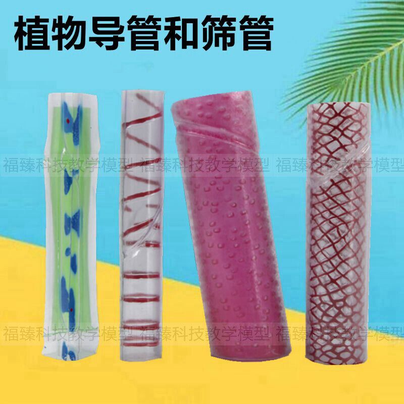 植物导管筛管模型生物课教学装备仪器初高中O实验器材仿真塑胶模
