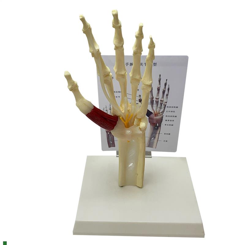 自然活动大手关节带肌键韧t带神经模型骷髅骨骼人骨人体掌骨教具