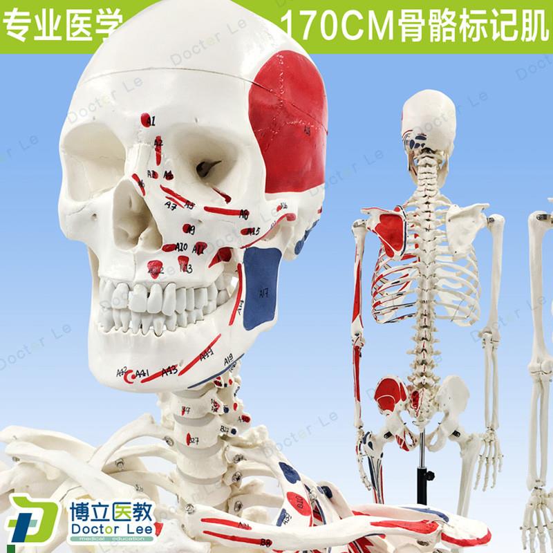 170CaM人体骨骼彩色骨架附肌肉起止点着色模型正骨健身房瑜伽教学