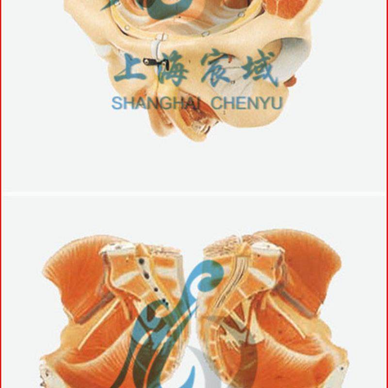 直销穴位精准女性骨k盆附生殖器官与血管神经模型/解剖模型A15107