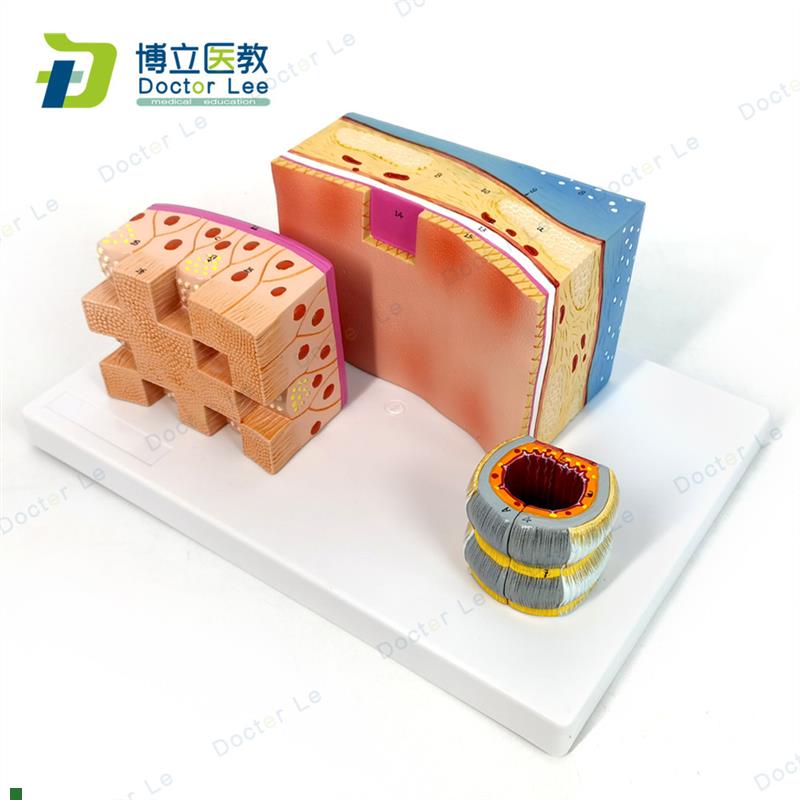 人体气管解剖结构模q型气管壁喉解剖医学音乐教学学习人体