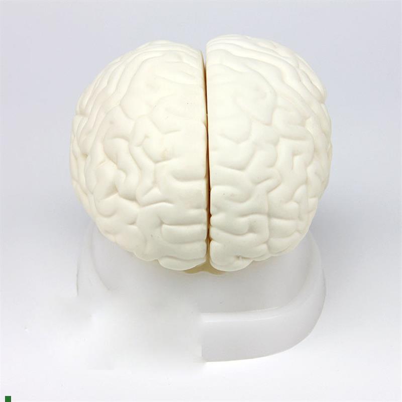 脑解剖模型