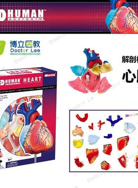 4DMASTER拼装人体模型w内脏脑颅骨肌肉手骨架眼耳牙胃心脏妊娠