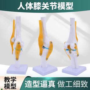 人体膝关节功能模型半月板交叉韧带活动膝盖骨髌U骨骨骼教学模型