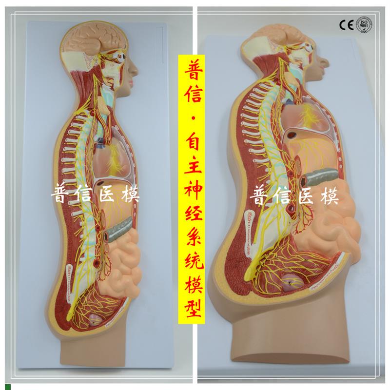 自主神经b系统模型全身交感神经器官眼肠解剖医学教学展示