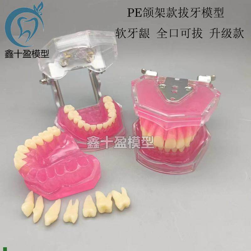 牙科口腔教学生练习拔牙模型全口可拆卸牙I齿软牙龈28颗牙齿FE颌