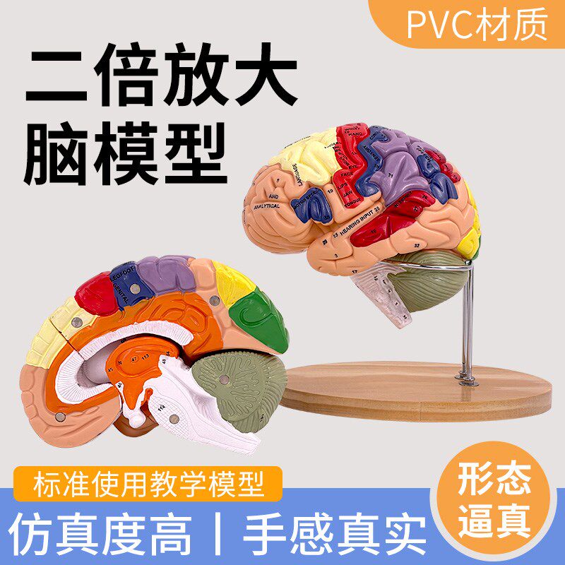 高端医学医学两倍放大版人体大z脑神经解剖人脑端脑室功能区分模