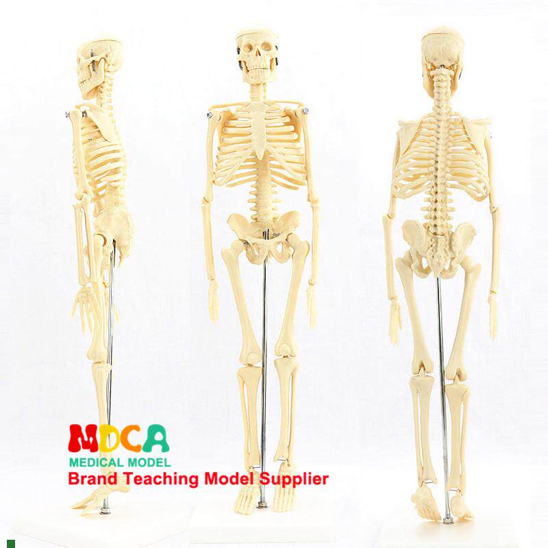 人体骨架模型45cm85cm1