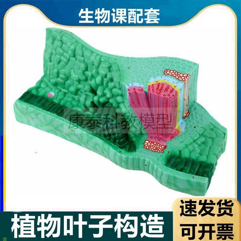 植物叶子结构模型初中教s学仪器生物课使用单子叶双子叶茎桃花根