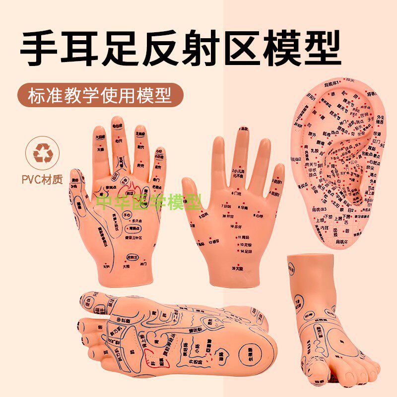 手足针灸艾灸穴位足模脚部按摩反射区手膜L穴位模特经络通足疗模