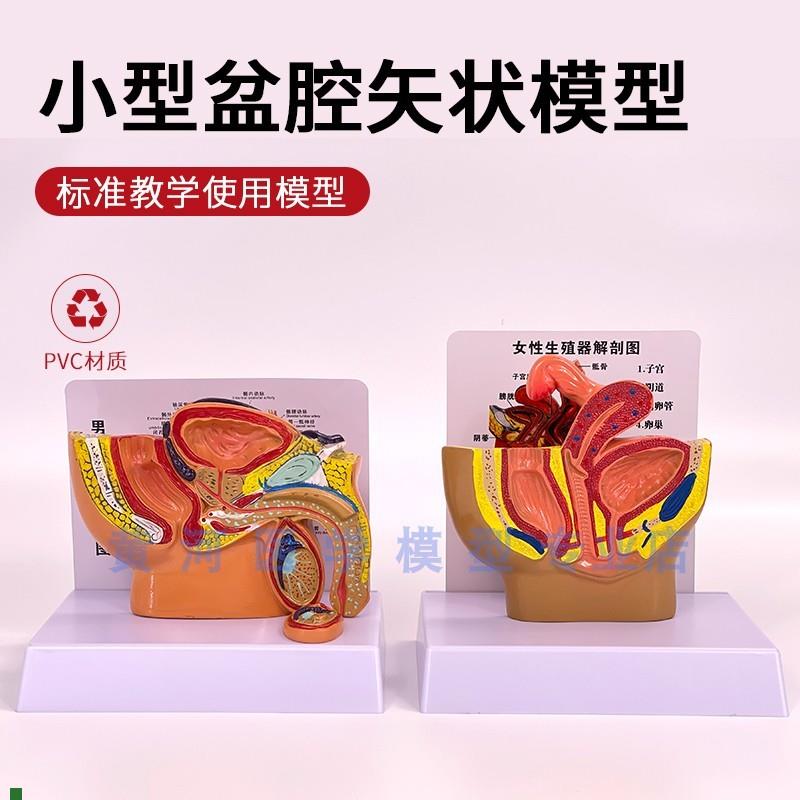 桌面型男性前列腺模型女性生殖器解剖男性女性盆腔W矢状切面示教