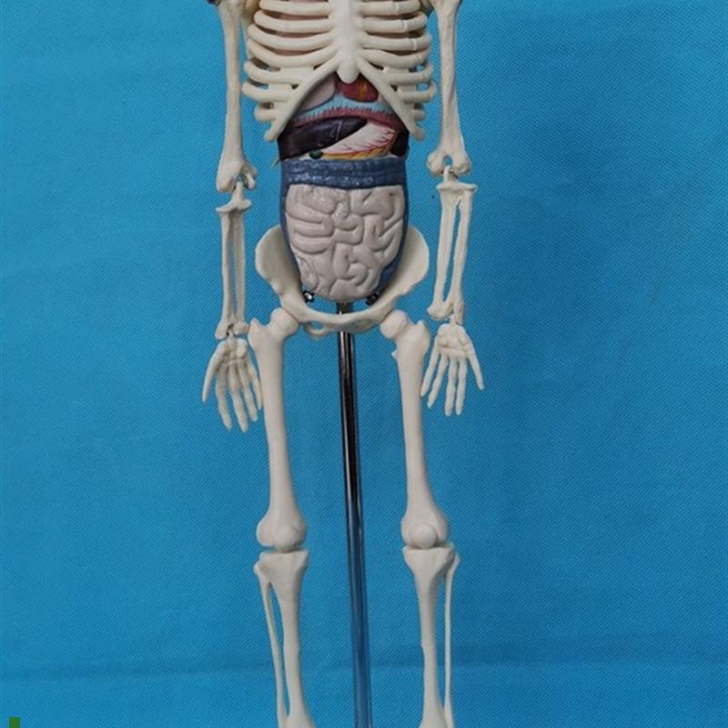 45CM人体骨骼k拼装模型附内脏益智玩具骷髅骨架教学医用展示讲