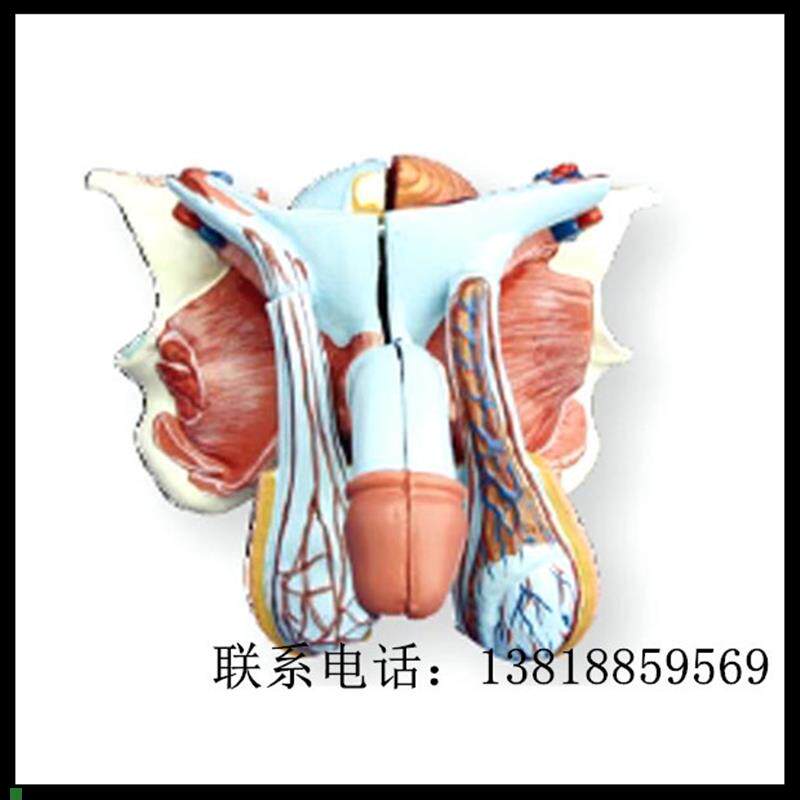 XC-331D高级C男性内外生殖器模型