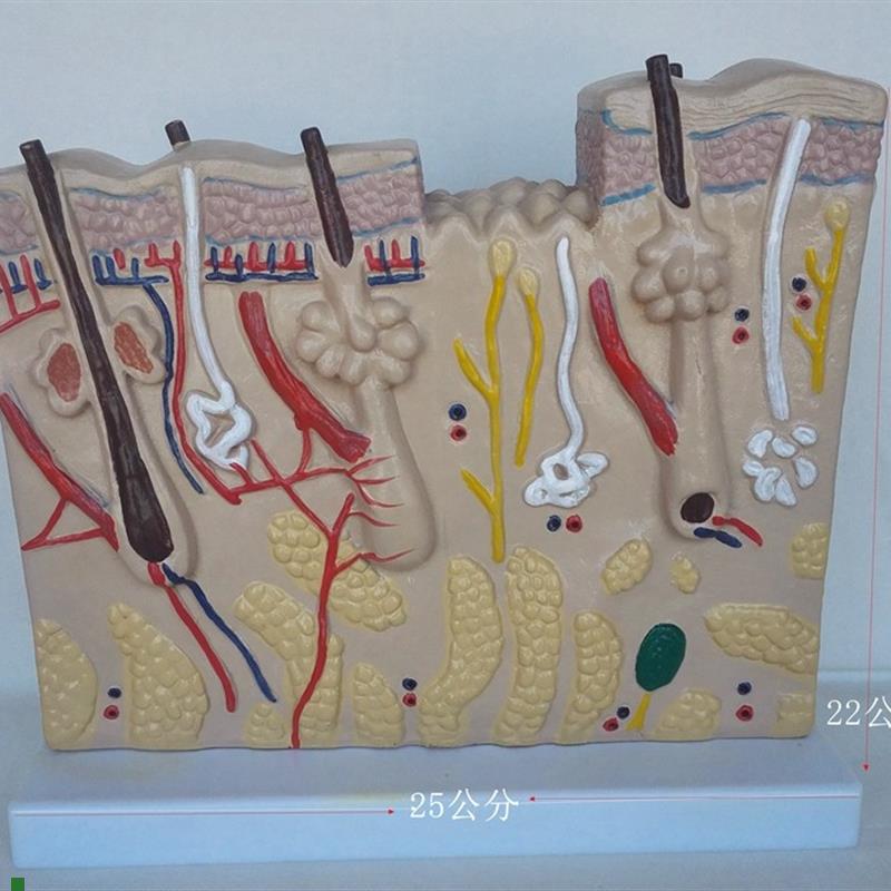 包邮人体皮肤放大解剖模型人O体医用教学讲解