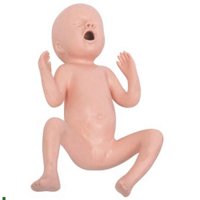 24周早d产儿护理模型初生儿早产儿模型出生婴儿模型