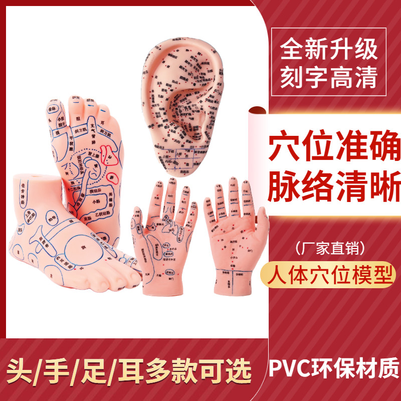 手足耳朵头穴位模型反射脚底中医按摩 推拿针灸经络W高清教学模型