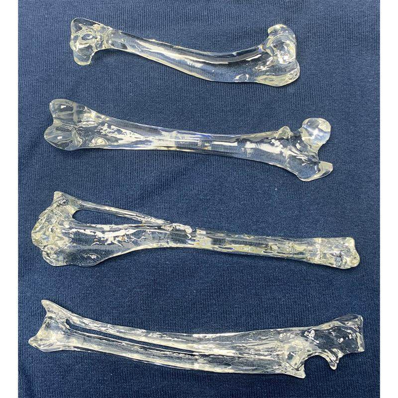 水晶骨狗股骨狗胫骨狗p腓骨狗尺骨桡骨狗肱骨手术练习演示仿真骨